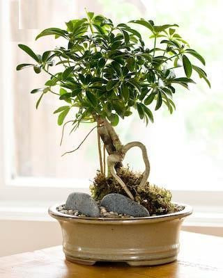  Ngũ gia bì. Cây cảnh ngũ gia bì có ý nghĩa phong thủy tụ tài từ mọi hướng, khiến tài lộc của gia chủ vì thế mà càng ngày càng vượng, tiền đẻ ra tiền.