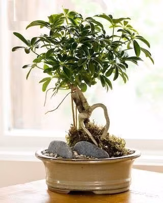  Ngũ gia bì. Cây cảnh ngũ gia bì có ý nghĩa phong thủy tụ tài từ mọi hướng, khiến tài lộc của gia chủ vì thế mà càng ngày càng vượng, tiền đẻ ra tiền.