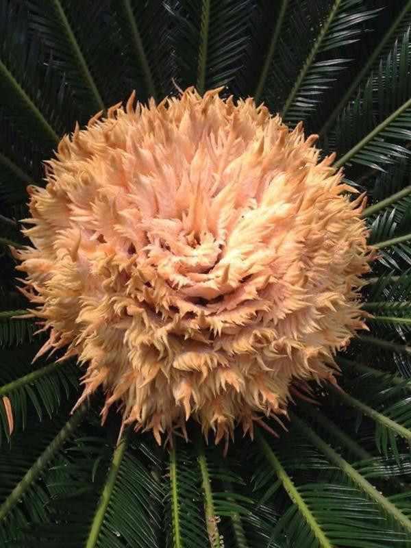 Hoa vạn tuế có 2 loại hoa đực và hoa cái. Trong đó: Hoa đực gần giống như trái ngô lớn dẹp và dài hơn hoa cái, còn bông hoa cái có kích thước lớn hơn, bên ngoài phủ lớp lông màu trắng hơi vàng nhìn giống với hình bán cầu.