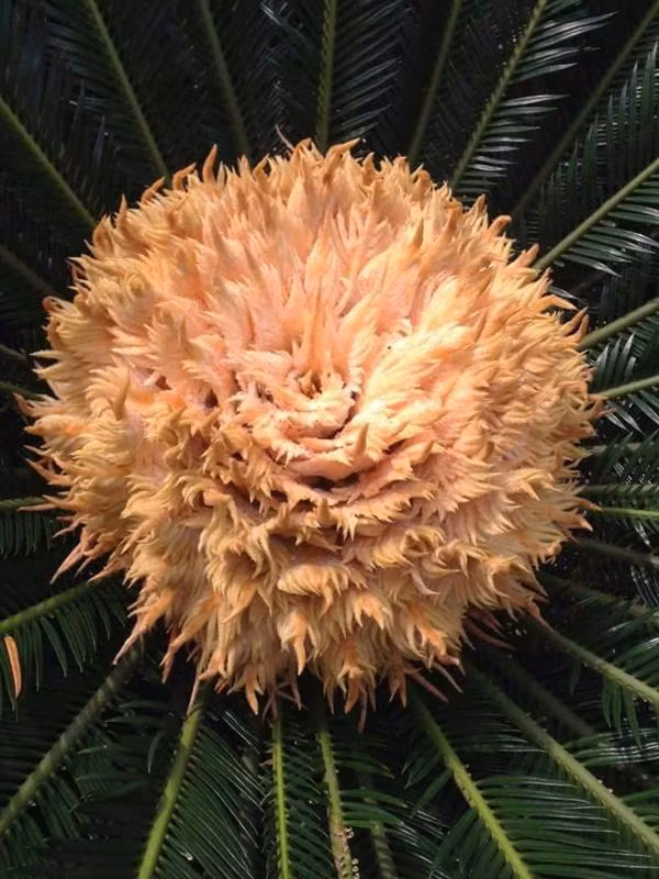 Hoa vạn tuế có 2 loại hoa đực và hoa cái. Trong đó: Hoa đực gần giống như trái ngô lớn dẹp và dài hơn hoa cái, còn bông hoa cái có kích thước lớn hơn, bên ngoài phủ lớp lông màu trắng hơi vàng nhìn giống với hình bán cầu.