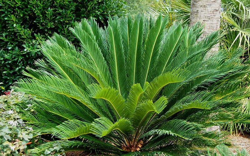 Đương nhiên, sự nở hoa của cây cảnh vạn tuế luôn là biểu tượng của điềm lành. Nếu cây cảnh vạn tuế trong nhà bạn nở hoa có nghĩa: những điều tốt lành sắp đến!