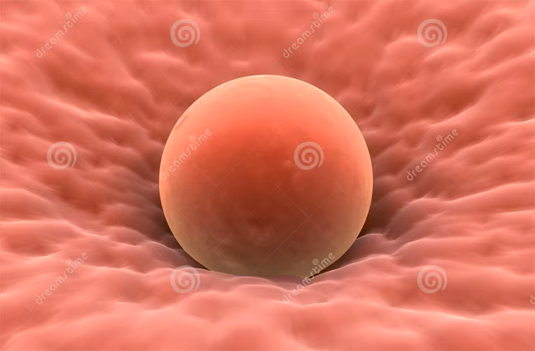 Có một sự thật đơn giản mà nếu nhớ đến, bạn ắt hẳn sẽ giật mình thú vị: đó là tỷ lệ kích thước dường như vô lý giữa cơ thể và trứng ở con người. Các loài gia cầm chỉ nặng chừng 2 kg nhưng trứng của chúng lớn đến mức đủ cho một bữa ăn, còn con người nặng 50 kg nhưng trứng phải nhìn bằng kính hiển vi mới thấy.