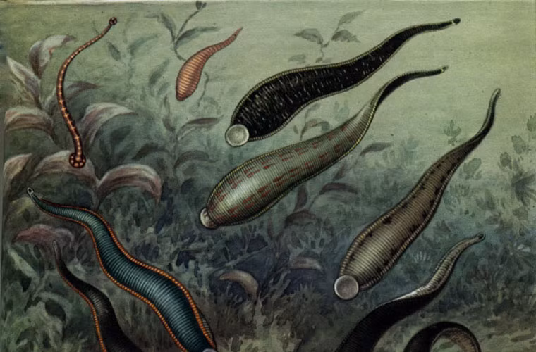 Ông Dương Kim C., 52 tuổi, sống ở xã Cẩm Thạch, huyện Cẩm Xuyên, Hà Tĩnh đến bệnh viện tỉnh trong tình trạng máu mũi chảy suốt 10 ngày, đã dùng kháng sinh 5 ngày không đỡ. Khi nội soi, bác sĩ phát hiện có một vật đen, to bám sâu trong mũi, và gắp ra một con đỉa suối. Bệnh nhân từng đi rừng nhiều ngày và vốc nước ở khe suối uống, có lẽ con đỉa đã chui vào qua đường này.