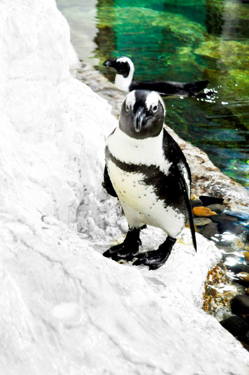 Tại Thủy cung Vinpearlland, đàn chim cánh cụt gồm 20 con từ 1 đến 7 tuổi, được nuôi từ tháng 12/2013. Nơi cư ngụ của chúng được mô phỏng đúng môi trường sống tự nhiên. Mỗi ngày, chuồng nuôi được vệ sinh 3 lần, đàn chim được cho ăn 3 buổi với lượng cá chính xác bằng 10% trọng lượng tổng đàn, trong đó có bổ sung các vi chất cần thiết khác.