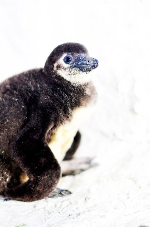 Sự ra đời của Pengo là một dấu ấn trong việc sinh sản và nuôi dưỡng các loài động vật đặc trưng của xứ sở băng tuyết tại Việt Nam. Chú chim cánh cụt con đầu tiên của VN rất đáng yêu, tinh nghịch và vô cùng gần gũi.