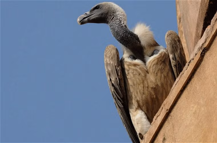 Sau nhiều thế hệ thọc mỏ, chúi đầu sâu vào xác động vật chết để rỉa thịt, loài kền kền có phần đầu và cổ trụi lông. Điều này khiến chúng rất tiện lợi trong việc rỉa thịt, rỉa nội tạng và cũng dễ dàng làm sạch thân thể sau khi đã no nê.