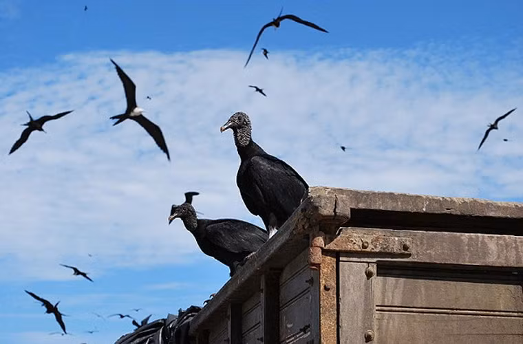 Trong các câu chuyện về kền kền, người ta thường kể loài chim này theo mùi xác chết thối rữa mà bay đến. Sự thật là không phải tất cả các loài kền kền đều thính mũi, kền kền đen có khứu giác cực kém.