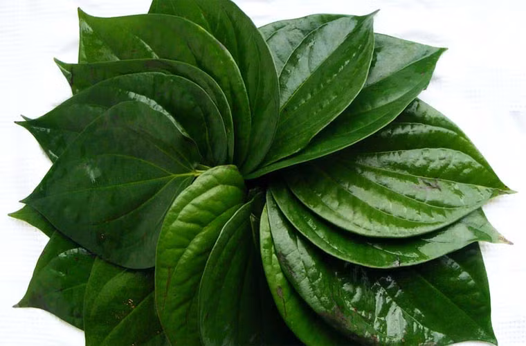 Lá trầu không cũng được dân gian dùng chữa hôi nách nhờ chứa nhiều tinh dầu, có khả năng sát khuẩn tốt. Cách làm là giã nát lá trầu bôi vào nách. Nhưng hiệu quả vẫn chỉ kéo dài vài giờ là nhiều.