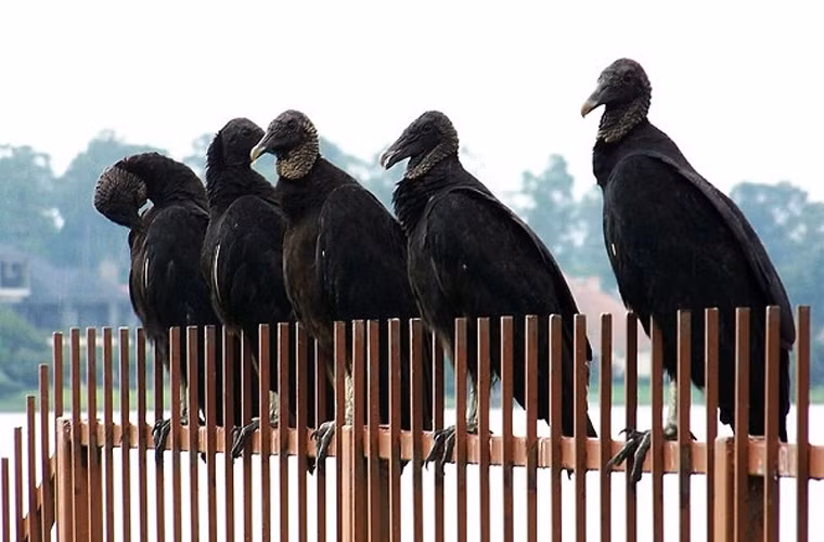 John James Audubon kết luận, loài kền kền đen kiếm ăn bằng cặp mắt tinh tường của chúng chứ không dựa vào khứu giác, vốn khá tệ.