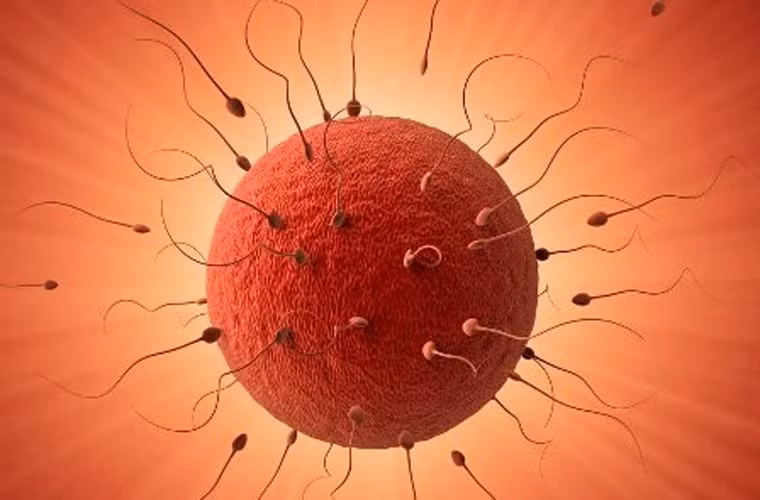 Nếu như theo chu trình tự nhiên, mỗi kỳ chỉ một quả trứng rụng thì khi dùng thuốc kích thích, có nhiều trứng rụng cùng lúc, thậm chí là hàng chục quả. Cảm thấy kiếm tiền quá dễ dàng, nhiều cô gái thỉnh thoảng lại đi bán.