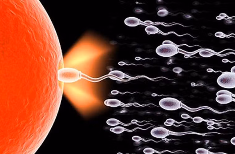 Mỗi lần như vậy, sau khi kiểm tra sức khỏe để biết có đạt tiêu chuẩn hay không, cô gái được tiêm thuốc kích thích rụng trứng. Sau đó, bác sĩ sẽ chọc kim vào buồng trứng của họ để hút ra những quả trứng đã rụng.