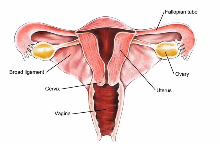 Kích thước tuy bé nhưng số lượng lại cực lớn. Ngay từ khi còn là bào thai, một bé gái đã có 10-20 triệu trứng nằm ở buồng trứng hai bên. Thực ra ban đầu, khi thai 5 tuần tuổi, chỉ có khoảng trên dưới 1.000 tế bào sinh dục trong buồng trứng, được tạo ra bởi lớp bên trong của phôi thai. Chúng liên tục phân chia và đạt con số khủng kể trên lúc thai 5-7 tháng.