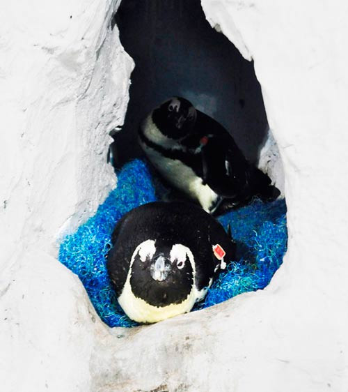 Vào lúc 22h ngày 4/6/2014, cặp đôi chim cánh cánh cụt Pengy và Penda đã được tận hưởng niềm vui làm "cha mẹ" khi cho ra đời một quả trứng đầu tiên, nặng 96 gr. 