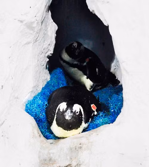 Vào lúc 22h ngày 4/6/2014, cặp đôi chim cánh cánh cụt Pengy và Penda đã được tận hưởng niềm vui làm "cha mẹ" khi cho ra đời một quả trứng đầu tiên, nặng 96 gr. 