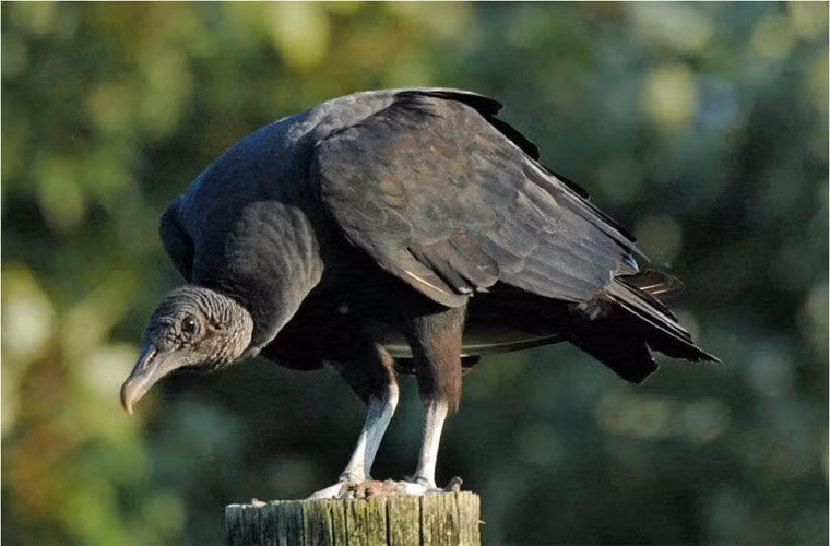 Vì thích thịt tươi nên nó có thể giết chết những con thú bị thương hay bị bệnh (chúng hiếm khi tấn công một con thú khỏe mạnh). Chim non không được mẹ tha thịt về cho, mà chỉ được ăn thứ mà mẹ nôn ra từ diều.