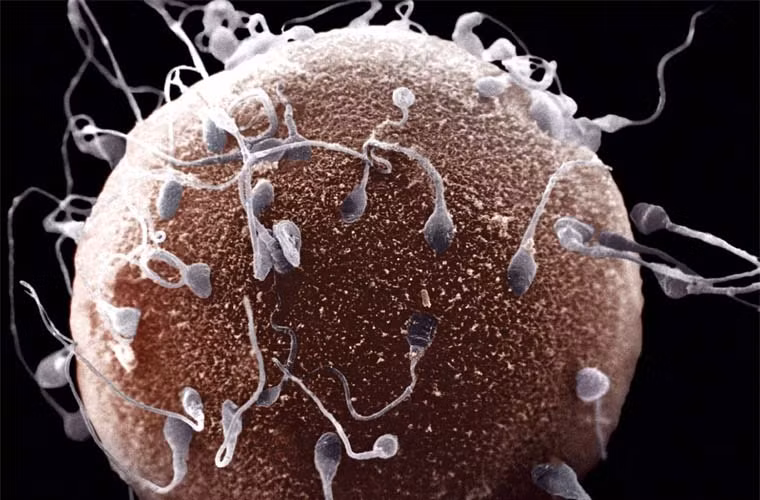 Mỗi quả trứng là một tế bào. Nó là loại tế bào sống lâu nhất trong cơ thể, hình thành từ thời kỳ bào thai và nếu chưa đến lượt rụng, nó cứ nằm yên đó mấy chục năm cho đến khi người phụ nữ bước vào tuổi già. Trong khi đó, các loại tế bào khác có tuổi đời rất ngắn vì chúng được thay mới thường xuyên. Chẳng hạn, tế bào hồng cầu chỉ sống khoảng 1 tháng.