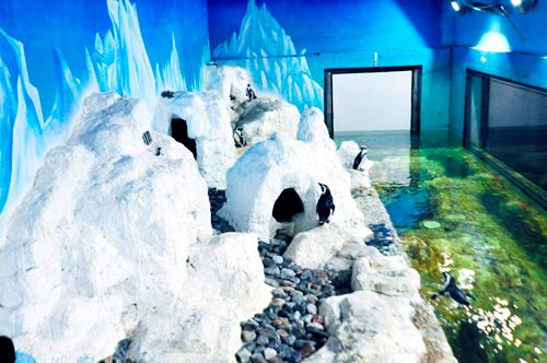 Chim cánh cụt trong Thủy cung Times City là loài cánh cụt chân đen có tên khoa học Spheniscus Demersus, loài đặc hữu bản địa của vùng biển phía Tây Nam châu Phi. Loài này đã được Sách Đỏ của Liên minh bảo tồn thiên nhiên quốc tế (IUCN) công bố ở mức nguy cấp do môi trường sống ô nhiễm, khiến dân số của chúng giảm dần trên khắp “lục địa đen”.