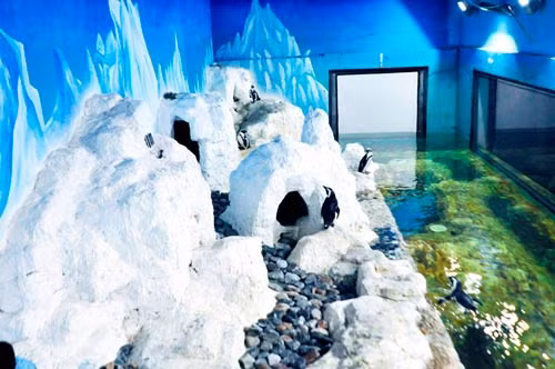 Chim cánh cụt trong Thủy cung Times City là loài cánh cụt chân đen có tên khoa học Spheniscus Demersus, loài đặc hữu bản địa của vùng biển phía Tây Nam châu Phi. Loài này đã được Sách Đỏ của Liên minh bảo tồn thiên nhiên quốc tế (IUCN) công bố ở mức nguy cấp do môi trường sống ô nhiễm, khiến dân số của chúng giảm dần trên khắp “lục địa đen”.