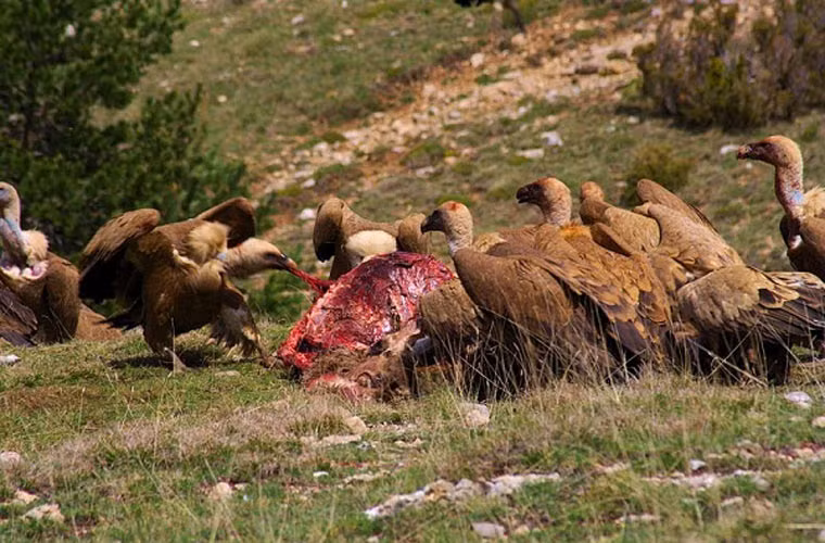 Phát hiện của Audubon bị giới khoa học dè bỉu, không tin. Họ đã làm lại thí nghiệm: đặt bức tranh vẽ một con cừu bị thương ra giữa đồng cỏ. Gần đó, họ giấu một đống thịt đang phân hủy dưới tấm gỗ nhỏ sao cho kền kền có thể lấy ăn. Kết quả, bầy chim lao vào mổ con cừu giả, trong khi đống thịt kia không hề bị chúng phát hiện.
