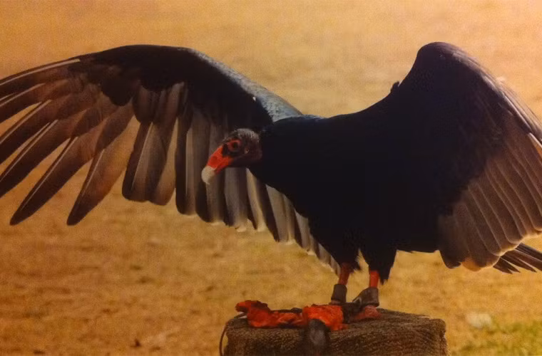 Chưa bao giờ kền kền có tiếng tốt, càng chưa bao giờ được xem là loài chim đáng yêu. Nhưng nếu gạt bỏ mọi thành kiến, bạn sẽ thấy thực ra kền kền đã bị ghét một cách oan uổng, vì chúng là loài chim hữu ích.