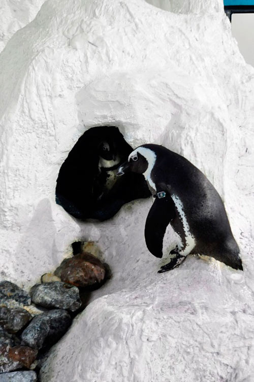 Ngoài việc thường xuyên theo dõi các dấu hiệu thể chất và tâm lý, đàn chim cũng được kiểm tra sức khỏe định kỳ 1 tuần 1 lần để hạn chế tối đa nguy cơ nhiễm bệnh, đồng thời để đảm bảo cho chim bước vào giai đoạn sinh sản một cách tốt nhất.