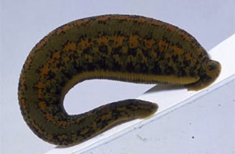 Đỉa sống lâu trong cơ thể sẽ gây ra nhiều biến chứng như tắc hoặc bán tắc nghẽn một cơ quan nào đó như mũi, hầu họng, phế quản - phổi gây xuất huyết, ho khạc ra máu, thậm chí có thể dẫn đến tử vong do ngạt nếu đỉa bít kín khí – phế quản.