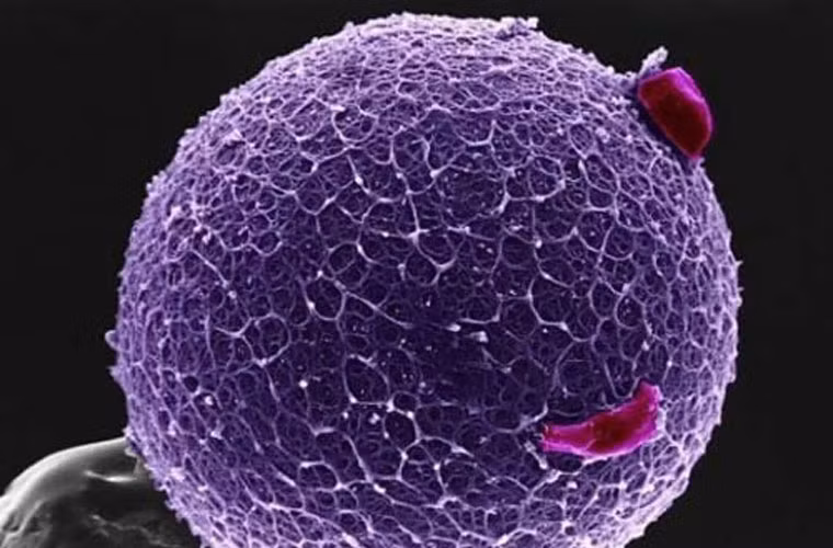 Giả sử người phụ nữ có kinh lần đầu năm 15 tuổi và mãn kinh lúc 50 tuổi, số trứng rụng trong suốt chừng ấy năm là 420 quả, chỉ bằng một phần nghìn so với “kho dự trữ”.