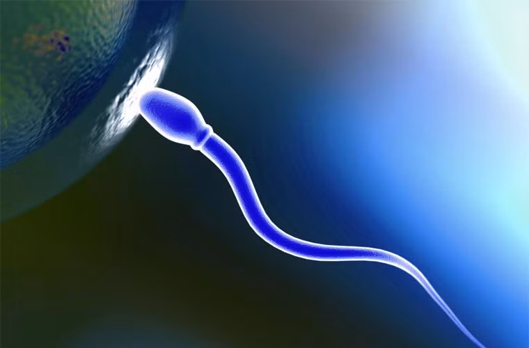 Tinh trùng già yếu chết đi được thay thế bằng tinh trùng mới, cứ hơn 2 tháng một đợt. Bởi thế, khả năng sinh sản của đàn ông được duy trì lâu hơn so với phụ nữ, thậm chí là suốt đời. Rất hiếm phụ nữ sinh đẻ ở tuổi 50, nhưng rất nhiều quý ông vẫn làm bố ở tuổi 80.