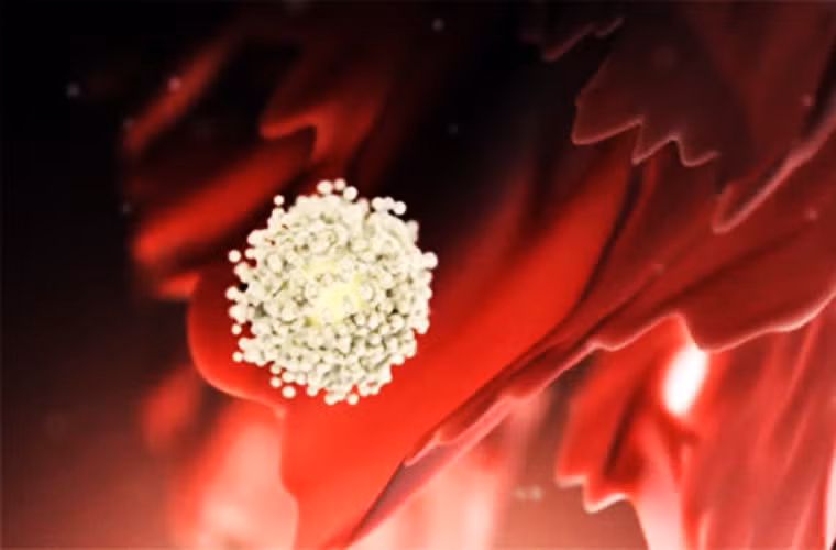 Từ lâu, các nhà khoa học đã tường tận về đường đi của trứng sau khi rụng: Nó vào vòi trứng, đi theo ống dẫn trứng, nếu gặp tinh trùng thì sẽ thụ tinh rồi di chuyển dần về tử cung (nếu kẹt lại trên đường đi hoặc rơi khỏi ống dẫn trứng vào khoang bụng thì sẽ thành chửa ngoài dạ con). Nếu không được thụ tinh, trứng sẽ thoái hóa sau khi rụng 12-14 giờ.