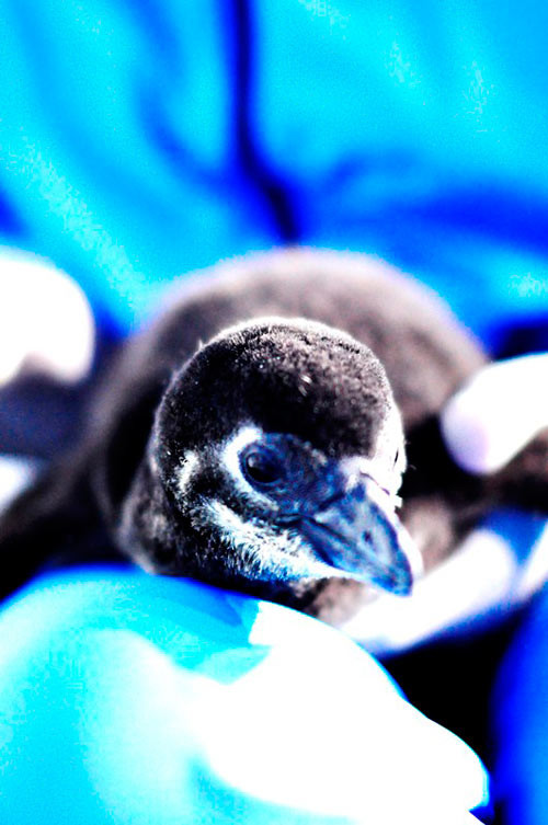 Tại Lễ đầy tháng, trước sự chào đón của cả gia đình chim cánh cụt, Pengo đã bước những bước đầu tiên ra khỏi tổ và thực hiện nghi thức in dấu chân với 5 màu sắc tượng trưng cho các đặc tính của chim cánh cụt: xanh nước biển (sự dẻo dai, khéo léo), da cam (trí tuệ), tím (trung thành),vàng chanh (thuần khiết) và xanh nõn chuối (năng động).