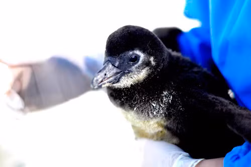 Pengo vừa được bố mẹ nâng niu, vừa được các kỹ sư theo dõi và chăm sóc chu đáo, từ việc cân đo trọng lượng, kích thước hàng ngày cho đến bổ sung các thực phẩm dinh dưỡng đặc biệt và quan trọng nhất là phòng bệnh. Hiện Pengo đã đạt cân nặng 1.306 gr, có thể đứng thẳng và đi lại được, sức khỏe phát triển rất tốt.