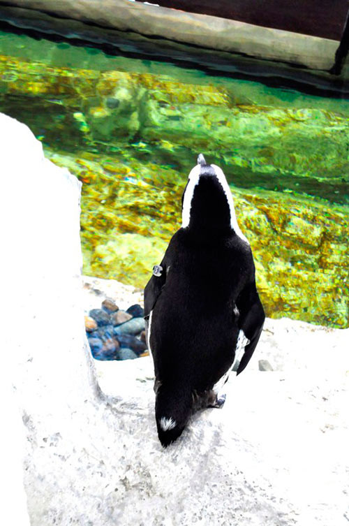 Việc loài cánh cụt này có thể sinh sản tự nhiên tại Thủy cung Vinpearlland chứng tỏ môi trường nhân tạo ở đây thực sự gần gũi với môi trường sống thực của loài, góp phần vào việc bảo tồn và phát triển các loài sinh vật quý hiếm. Đây cũng là món quà mà Thủy cung Vinpearlland Aquarium Times City dành tặng cho Hệ thống Vui chơi giải trí Vinpearl Land, thuộc Tập đoàn Vingroup, nhân dịp sinh nhật lần thứ 8 vào ngày 25/8 tới. 