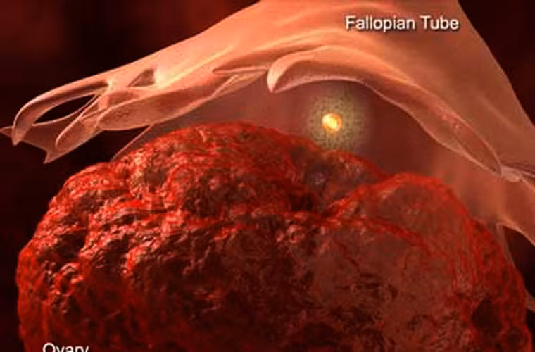 Tuy nhiên, phải đến năm 2008, giới khoa học mới được chứng kiến tận mắt quá trình một quả trứng phụ nữ rụng ra khỏi buồng trứng, và chụp lại quá trình đó. Thành quả này thực ra cũng là một cơ hội tình cờ.