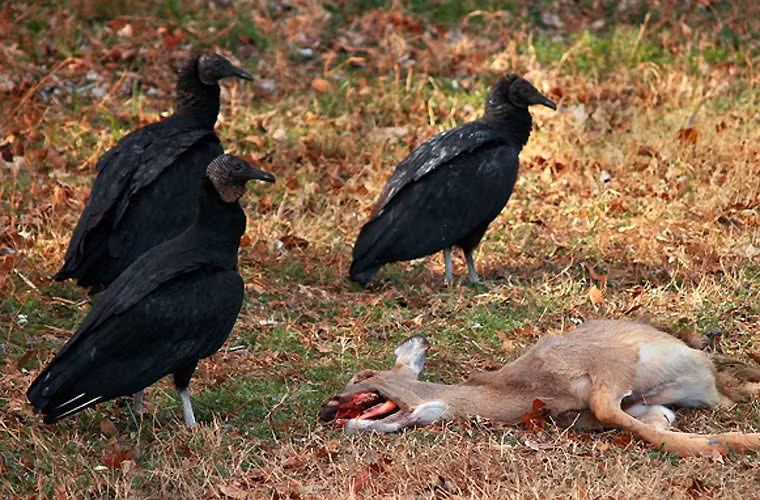 Ở Ấn Độ, nơi có tục “thiên táng”, để kền kền ăn thi hài người chết, loài chim này có một vai trò quan trọng. Tuy nhiên gần đây, số cá thể kền kền tại Ấn Độ đã giảm tới 95% do ngộ độc diclofenac, chất kháng viêm lưu cữu trong xác gia súc mà chúng ăn vào. Loài kền lền rất mẫn cảm với diclofenac, chất này khiến chúng bị tổn thương thận và chết. Hiện Ấn Độ đã cấm diclofenac và buộc giới chăn nuôi sử dụng chất thay thế khác.