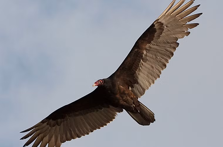 Người phát hiện ra điều này là nhà khoa học John James Audubon (1785-1851), người Mỹ gốc Pháp. Ông thí nghiệm làm giả xác một con hươu trên đồng cỏ, và bầy kền kền lao vào mổ ăn. Lần khác, ông đặt xác một con lợn chết bốc mùi giữa đồng cỏ nhưng phủ lá cây lên trên, bầy kền kền gần đó không hề phát hiện được “bữa tiệc thịnh soạn”.