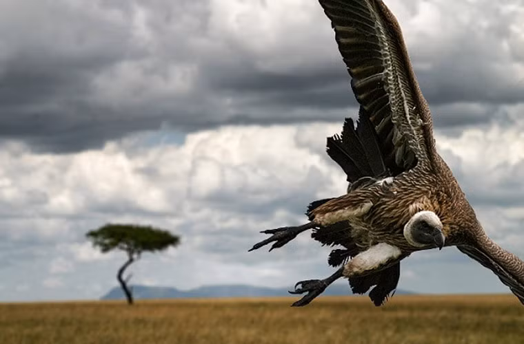 Dân gian tin rằng loài kền kền khoái nhất những cái xác động vật đã thối rữa. Thực tế thì nếu được lựa chọn, chúng thích ăn thịt tươi hơn. Trừ khi quá đói, chúng không thích những cái xác đã để quá lâu.