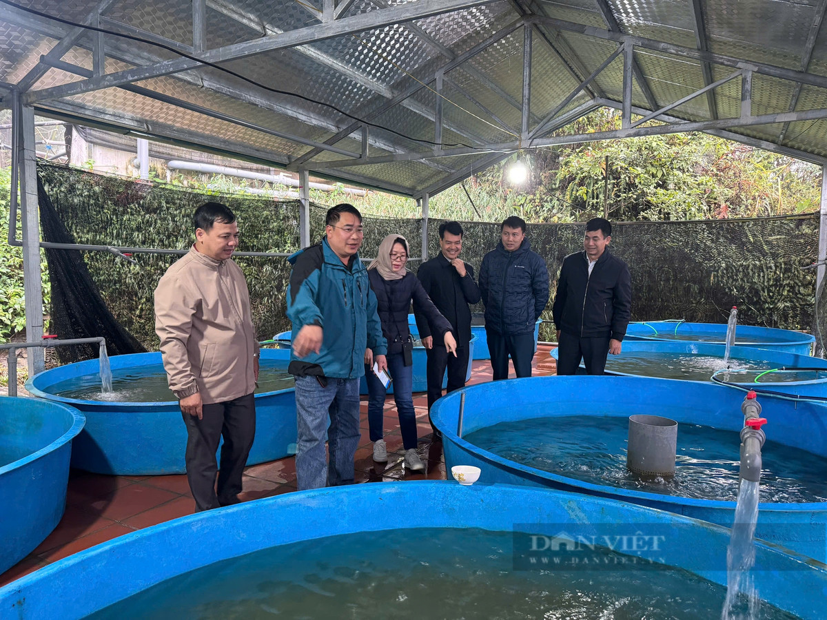 Nuôi cá nước lạnh phát triển mạnh, nông dân miền núi giàu lên hẳn - Hình 4 Nuoi ca nuoc lanh phat trien manh, nong dan mien nui giau len han-Hinh-4