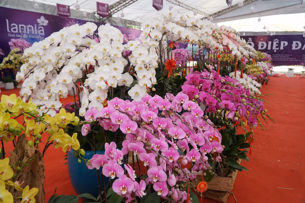 Ngoài chậu hoa lan đặc biệt, cửa hàng này còn bày bán nhiều loại hoa khác nhau với đủ màu sắc.