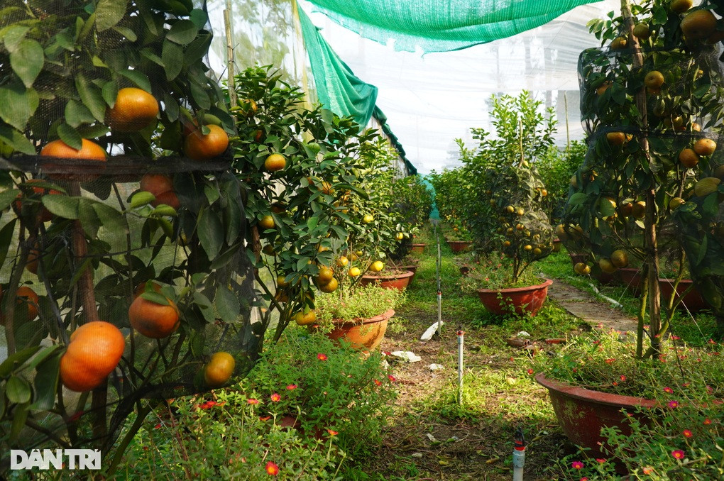 Quyt kieng chung Tet chay hang, Nha vuon lai hang tram trieu-Hinh-3