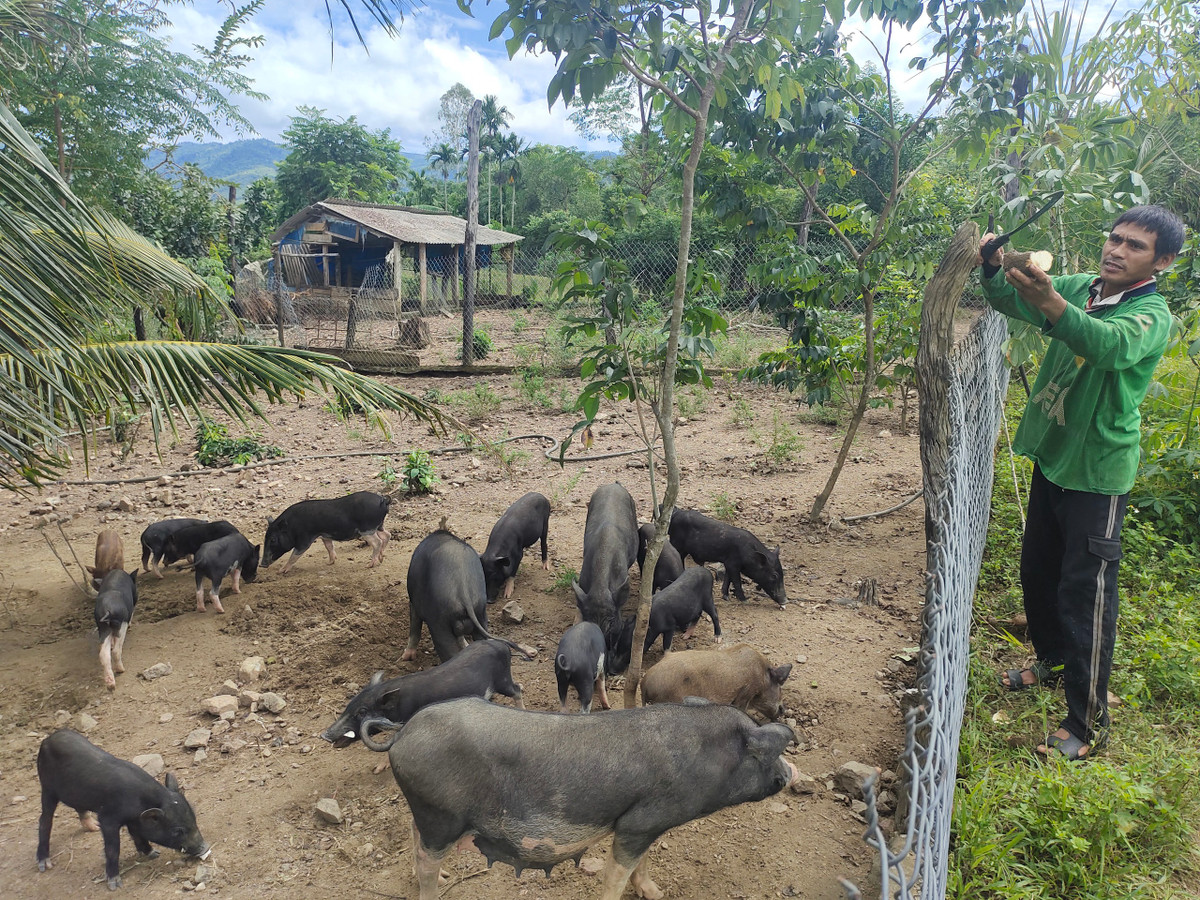 Bội thu nhờ nuôi heo đặc sản cho ăn củ sắn, rau lang Boi thu nho nuoi heo dac san cho an cu san, rau lang