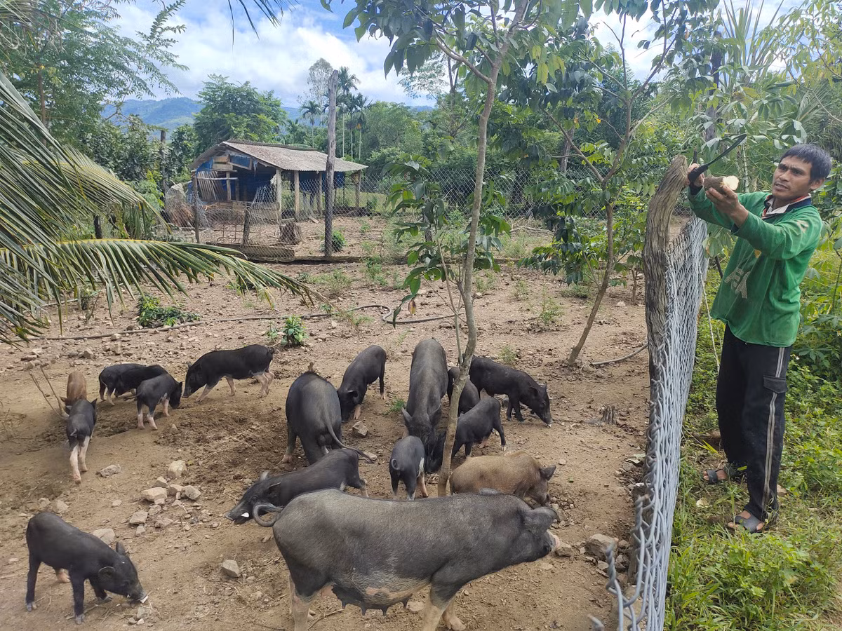 Boi thu nho nuoi heo dac san cho an cu san, rau lang