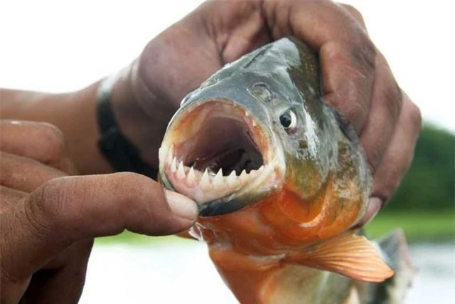 Loai ca co rang sac nhu dao, lot xac con moi trong vai phut