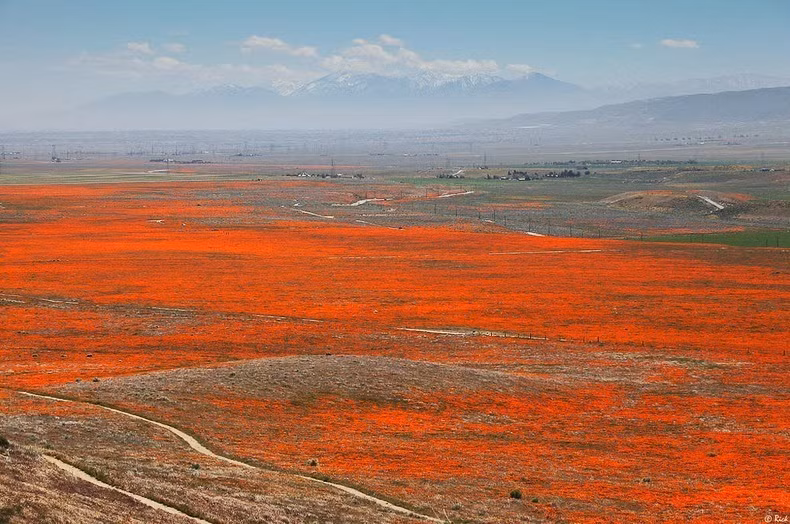 Cả thung lũng như một tấm thảm màu cam rực rỡ.