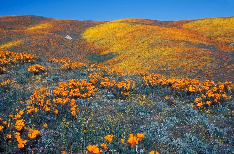 Hoa anh túc ở thung lũng Antelope được bảo tồn, tránh mọi sự phá hoại, tác động của con người lẫn việc chăn thả động vật.