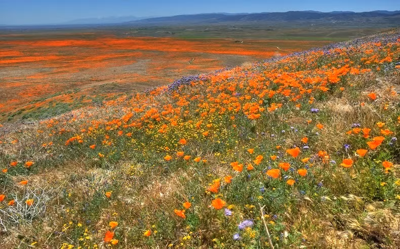 Loài hoa dại màu tím mọc xen kẽ với anh túc cam rực rỡ.