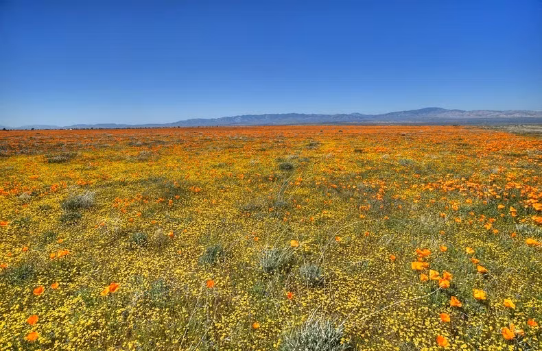 Ngoài anh túc, ở thung lũng Antelope còn ngập tràn nhiều loài hoa dại khác.