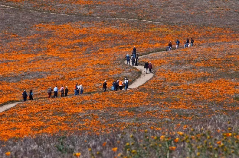 Khi hoa anh túc nở, cả thung lũng được nhuộm thành một màu cam tươi sáng, rực rỡ.
