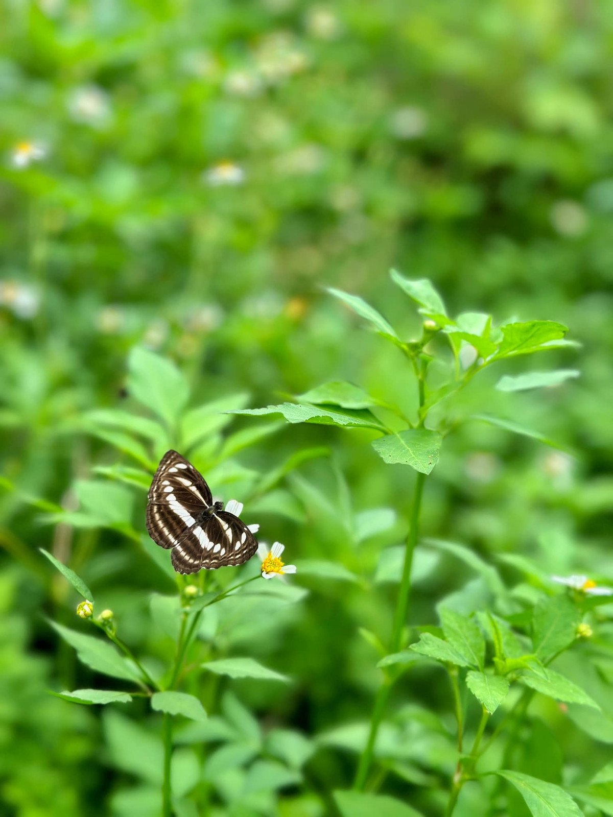 Hai ngày lên rừng, xuống biển và điều thú vị thu hút giới trẻ - Hình 7 Hai ngay len rung, xuong bien va dieu thu vi thu hut gioi tre-Hinh-7