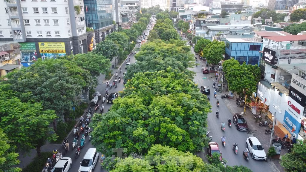 Cây xanh góp phần lớn giảm nhiệt do hiệu ứng của quá trình đô thị hóa tạo ra.