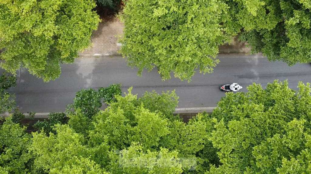 Cây xanh trên nhiều con đường, tuyến phố thậm chí còn đi vào thơ ca.